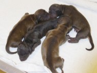 カニンヘンの亜俐ちゃんが7月25日出産しました。シェーデットレッド 男の子3頭 カラー考察中 女の子1頭 カニンヘンの亜俐ちゃんが7月25日出産しました。シェーデットレッド 男の子3頭 カラー考察中 女の子1頭