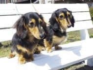 カニンヘン　ダックスフンド　ブラックタン　女の子