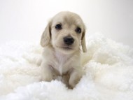 カニンヘン サリー.Tiの赤ちゃん 4/9生まれ ピュアクリーム 男の子1