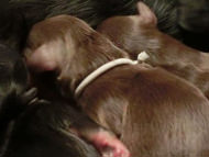 カニンヘン マノン.Aの赤ちゃん 12/23生まれ チョコ系 男の子1 カニンヘン マノン.Aの赤ちゃん 12/23生まれ チョコ系 男の子1