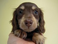 カニンヘン　子犬　チョコクリ女の子