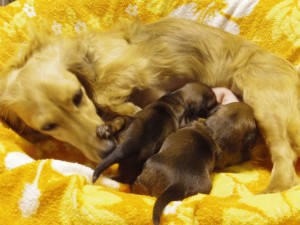 ティアラ JKCチャンピオン直娘 カニンヘンダックス 女の子 シェーデットクリーム ティアラ JKCチャンピオン直娘 カニンヘンダックス 女の子 シェーデットクリーム