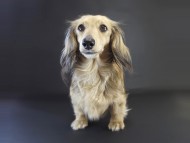 シェリー カニンヘンダックス 女の子