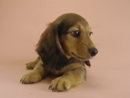 ミニチュワダックス 子犬 シェーデットレット男の子 ミニチュワダックス 子犬 シェーデットレット男の子