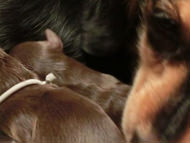 カニンヘン マノン.Aの赤ちゃん 12/23生まれ チョコ系 男の子2 カニンヘン マノン.Aの赤ちゃん 12/23生まれ チョコ系 男の子2