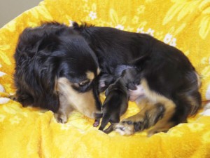 トリス ブラック&クリーム カニンヘン ダックスフンド トリス ブラック&クリーム カニンヘン ダックスフンド