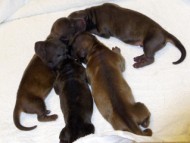 カニンヘンの亜俐ちゃんが7月25日出産しました。シェーデットレッド　男の子3頭　カラー考察中　女の子1頭