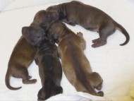 カニンヘンの亜俐ちゃんが7月25日出産しました。シェーデットレッド　男の子3頭　カラー考察中　女の子1頭