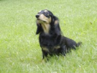 わらび カニンヘン ダックスフンド ブラック＆クリーム 女の子