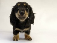 カニンヘン ダックスフンド 子犬 ブラッククリーム男の子