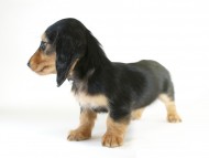 カニヘン　子犬　ブラタン女の子