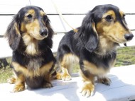 カニンヘン　ダックスフンド　ブラックタン　女の子