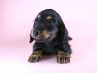 カニヘン　子犬　ブラタン女の子