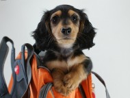 カニヘン　子犬　ブラタン女の子