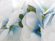 カニンヘン　子犬　シェーデットクリーム男の子