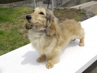 ジュピター.mi カニンヘン 3.5kg シェーデットクリーム