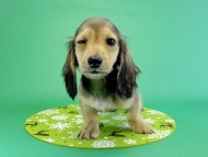 カニンヘンダックス　子犬　シェーデットクリーム男の子