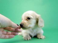 カニヘンダックス　子犬　クリーム男の子