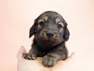 カニンヘン ダックスフンド 子犬 シェーデットクリーム 男の子