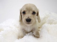 カニンヘン サリー.Tiの赤ちゃん 4/9生まれ ピュアクリーム 男の子1 カニンヘン サリー.Tiの赤ちゃん 4/9生まれ ピュアクリーム 男の子1