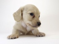 カニンヘン ダックスフンド 子犬 クリーム 男の子 カニンヘン ダックスフンド 子犬 クリーム 男の子