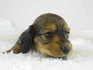 シャーディーの子 シェーデットレッド 男の子