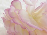 カニンヘン 子犬 シェーデットクリーム女の子 カニンヘン 子犬 シェーデットクリーム女の子