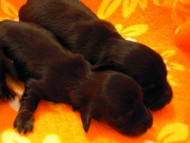 カニンヘン ダックスフンドのリリィが10月6日出産 カニンヘン ダックスフンドのリリィが10月6日出産