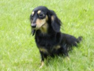 わらび カニンヘン ダックスフンド ブラック＆クリーム 女の子