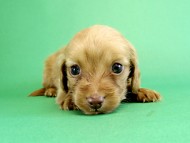 カニヘンダックス　仔犬　ゴールド女の子