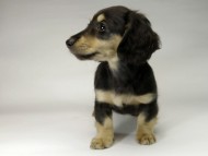 カニンヘン ダックスフンド 子犬 ブラッククリーム男の子 カニンヘン ダックスフンド 子犬 ブラッククリーム男の子