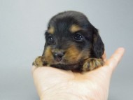 カニンヘンダックスフンド　ブラックタン　子犬　男の子♪