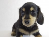 カニヘン　子犬　ブラクリ男の子