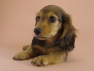 ミニチュワダックス　子犬　シェーデットレット男の子