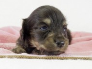 カニンヘン　子犬　ブラッククリーム女の子