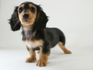 カニヘン　子犬　ブラタン女の子