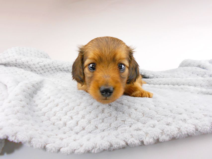 カニンヘンダックスフンド シャーロット & 竹千代の子犬 レッド 男の子 お写真初登場