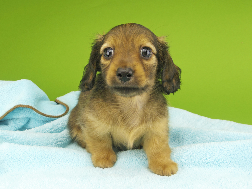 カニンヘンダックスフンド シャーロットcs & ブルースの子犬 シェーデットイエロー（シェーデットクリーム） 男の子