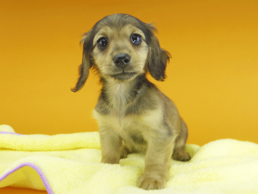 カニンヘンダックスフンド ビーmt & ボンmtの子犬 シェーデットイエロー（シェーデットクリーム） 女の子