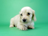 カニヘンダックス 子犬 クリーム男の子 カニヘンダックス 子犬 クリーム男の子