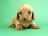 カニヘンダックス　仔犬　ゴールド女の子