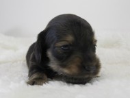 カニンヘン ダックスフンド 子犬 シェーデットクリーム 男の子
