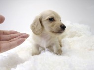 カニンヘン サリー.Tiの赤ちゃん 4/9生まれ ピュアクリーム 男の子1