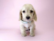 カニンヘン ダックスフンド 子犬 ピュアクリーム 男の子