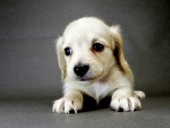 カニンヘン ダックスフンド 子犬 ピュアクリーム 男の子