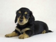 カニヘン　子犬　ブラクリ男の子