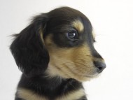 カニヘン　子犬　ブラクリ男の子