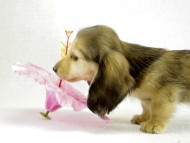 カニヘンダックス シェーデットクリーム 女の子 カニヘンダックス シェーデットクリーム 女の子