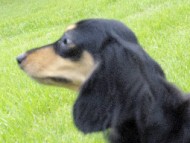 わらび カニンヘン ダックスフンド ブラック＆クリーム 女の子