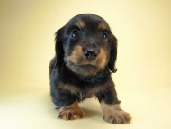 カニヘン　子犬　ブラタン男の子